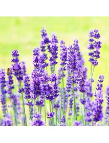 100 PCS Lavender Flower Seeds Flower Potted Plant Fast Growing Outdoor