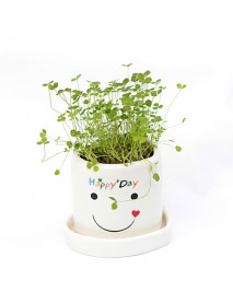 DIY Mini Lucky Angel Grass Potted Lovers Plant Desktop Decor